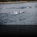 Comen Cup 2009 432